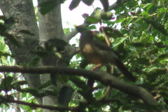 Argya striata
