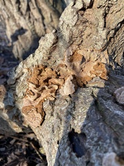 Phellinopsis conchata