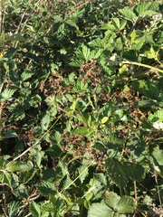 Rubus leucostachys