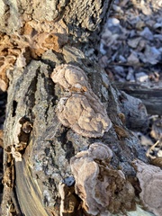 Phellinopsis conchata