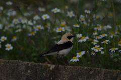 Oenanthe hispanica