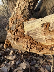 Phellinopsis conchata