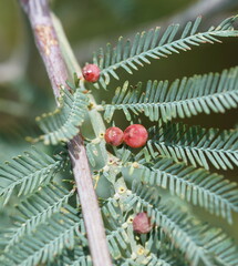 Austroacacidiplosis botrycephalae