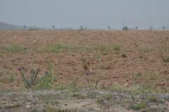 Vulpes vulpes barbara