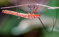 Macrocheraia grandis