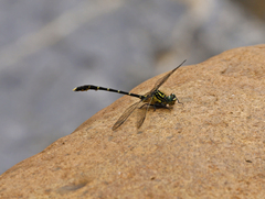 Hemigomphus