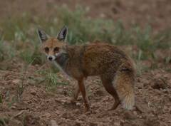 Vulpes vulpes barbara