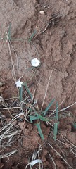 Convolvulus remotus