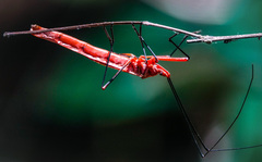 Macrocheraia grandis