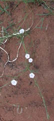 Convolvulus remotus