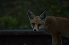 Vulpes vulpes barbara