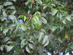 Phaedyma shepherdi