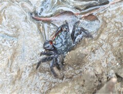 Parasesarma