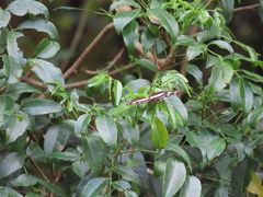 Phaedyma shepherdi