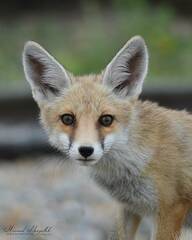 Vulpes vulpes barbara