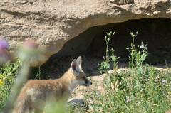 Vulpes vulpes barbara