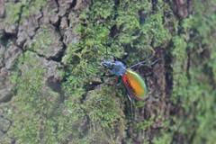 Carabus hispanus