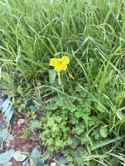 Oxalis pes-caprae