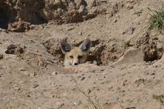 Vulpes vulpes barbara