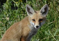 Vulpes vulpes barbara