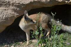 Vulpes vulpes barbara