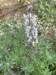 Lupinus palaestinus