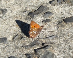 Aloeides thyra thyra