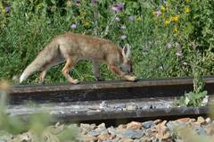 Vulpes vulpes barbara