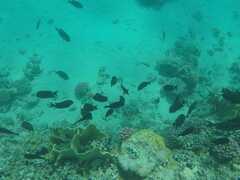 Acanthuridae