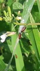 Dionconotus neglectus