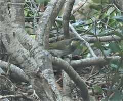 Gavicalis fasciogularis