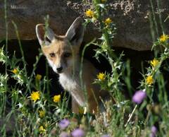 Vulpes vulpes barbara