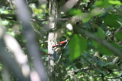 Trochalopteron milnei