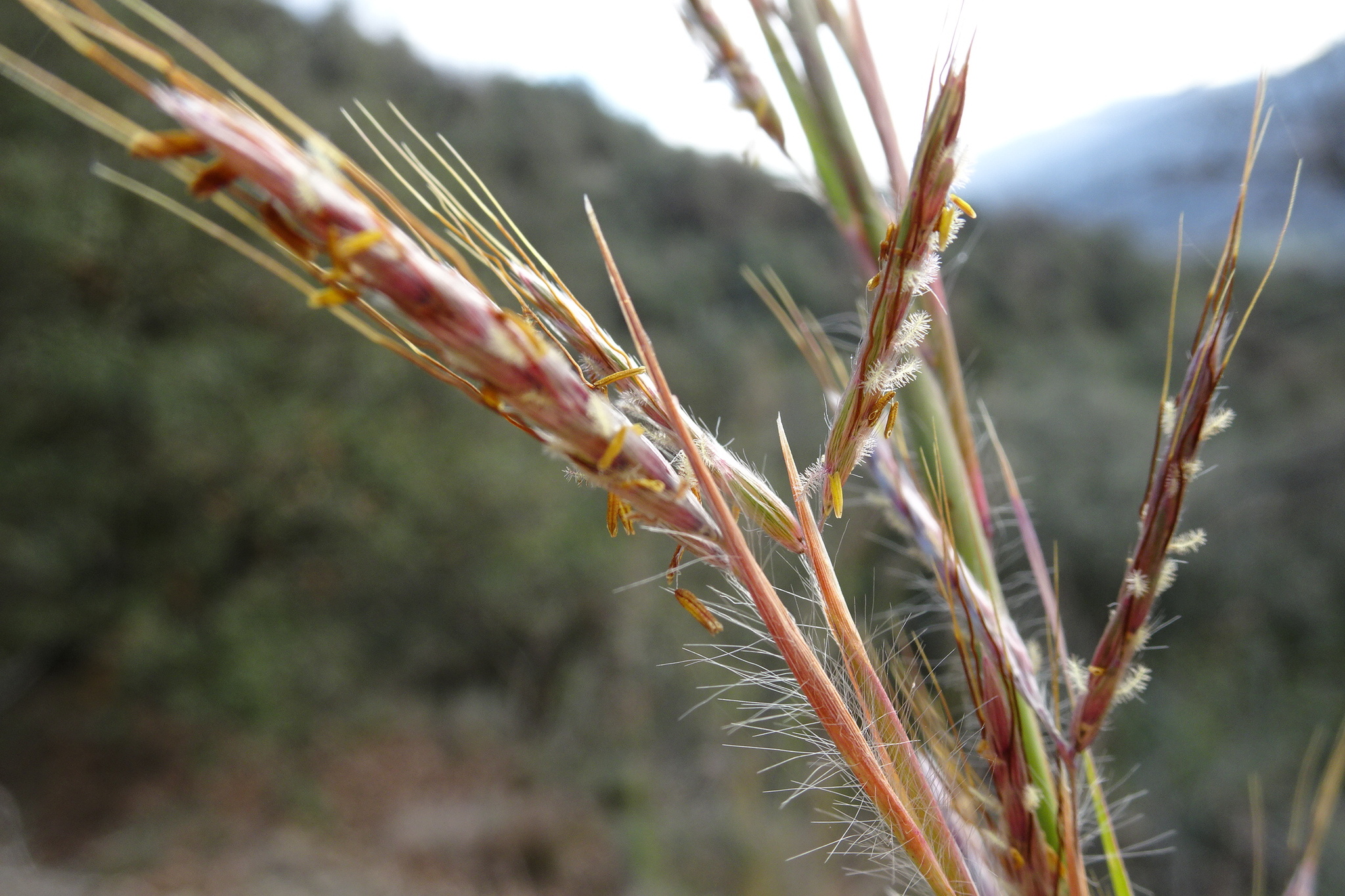 Hyparrhenia hirta