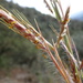 Hyparrhenia hirta - Photo (c) Alba Rovira, μερικά δικαιώματα διατηρούνται (CC BY-NC), uploaded by Alba Rovira