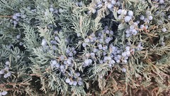 Juniperus sabina