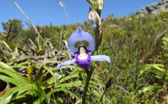 Disa graminifolia