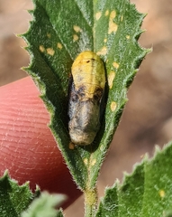 Zizina otis labradus