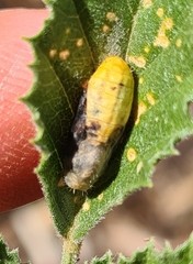 Zizina otis labradus