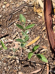 Zizina otis labradus