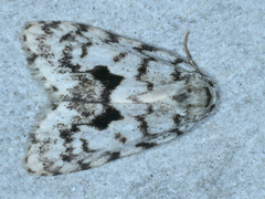 Thallarcha macilenta