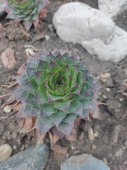 Sempervivum