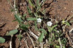 Convolvulus clementii