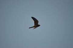 Falco tinnunculus