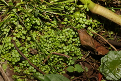 Callitriche muelleri