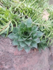 Sempervivum caucasicum
