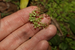 Callitriche muelleri