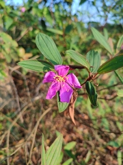 Melastoma malabathricum