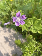 Malvaceae