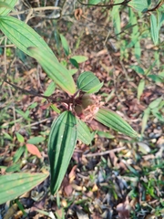 Melastoma malabathricum